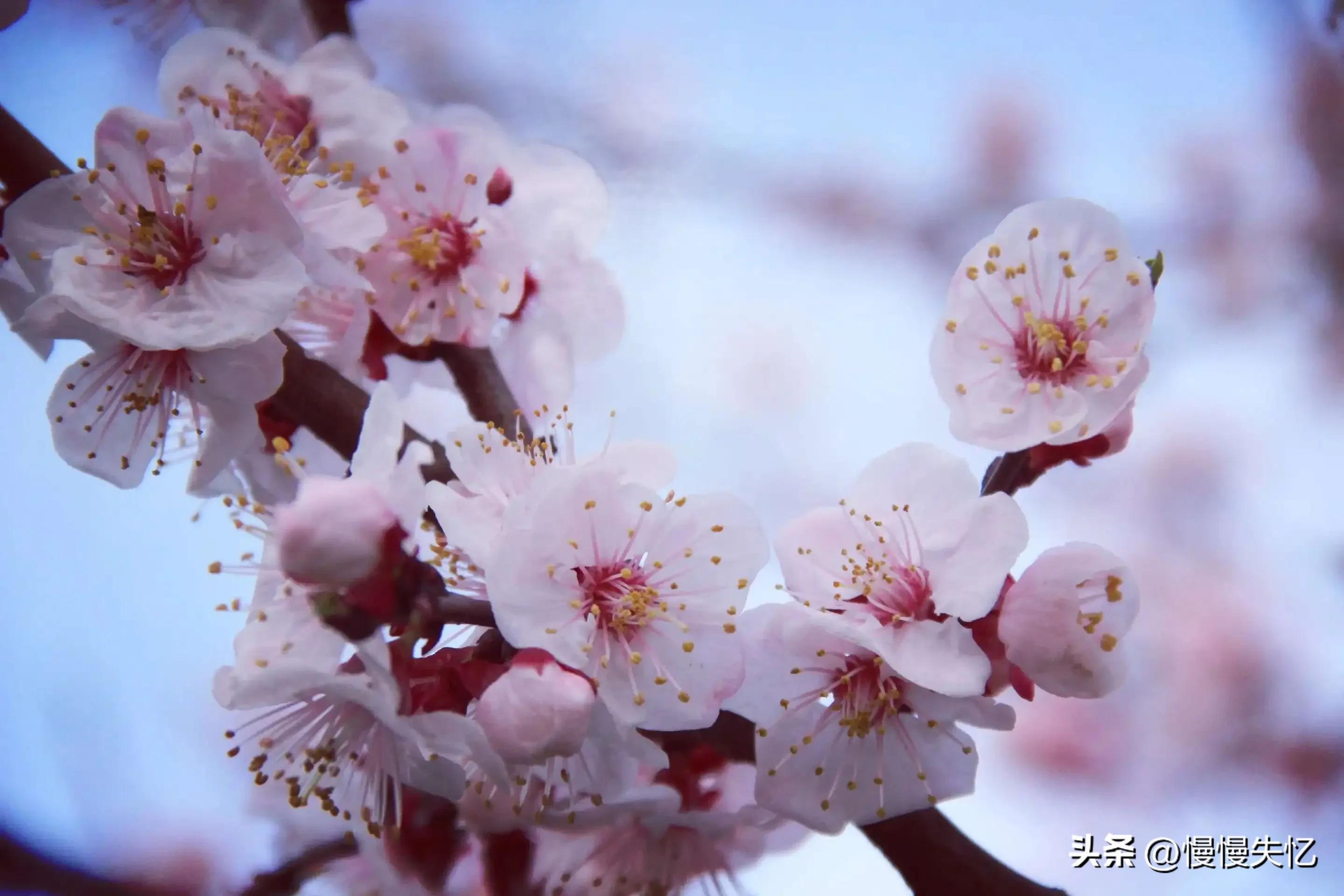 杏花唯美古诗大全（9首宋代杏花诗词）