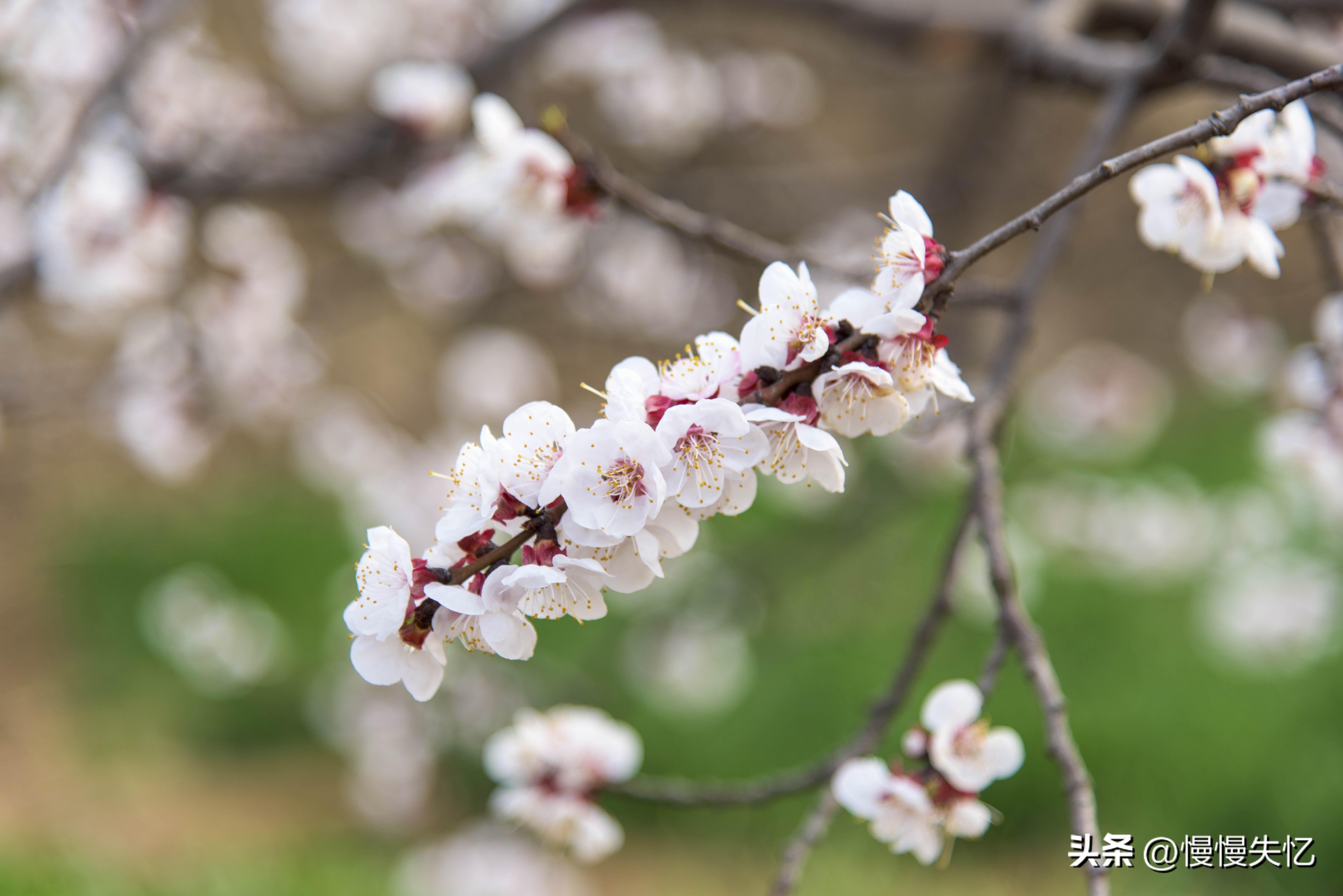 杏花唯美古诗大全（9首宋代杏花诗词）