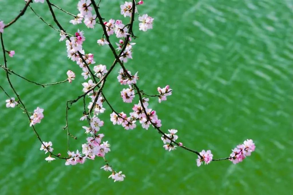 春日唯美古诗有哪些（五首春日优美诗词）