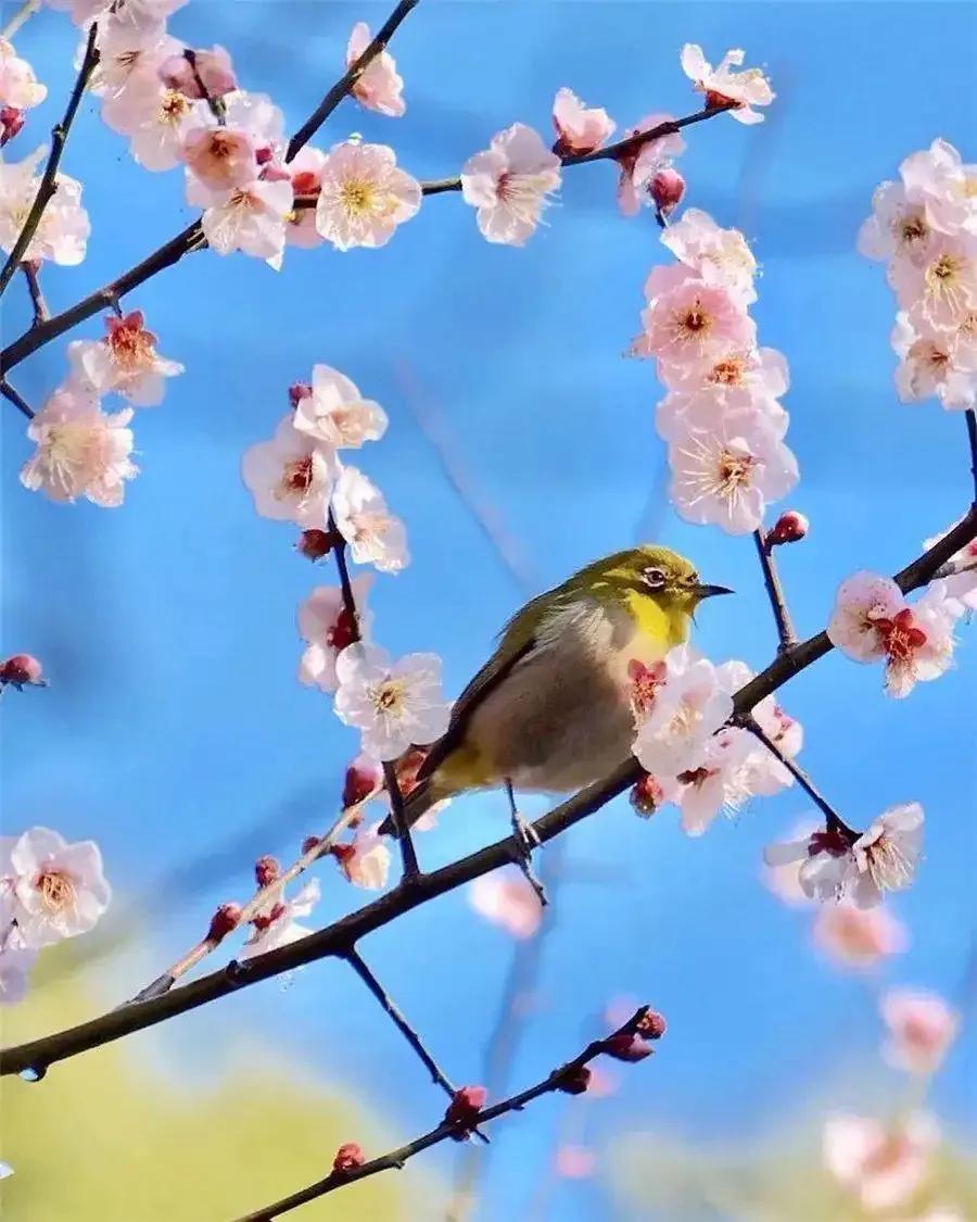 春日唯美古诗词大全（杜审言三首春日古诗）