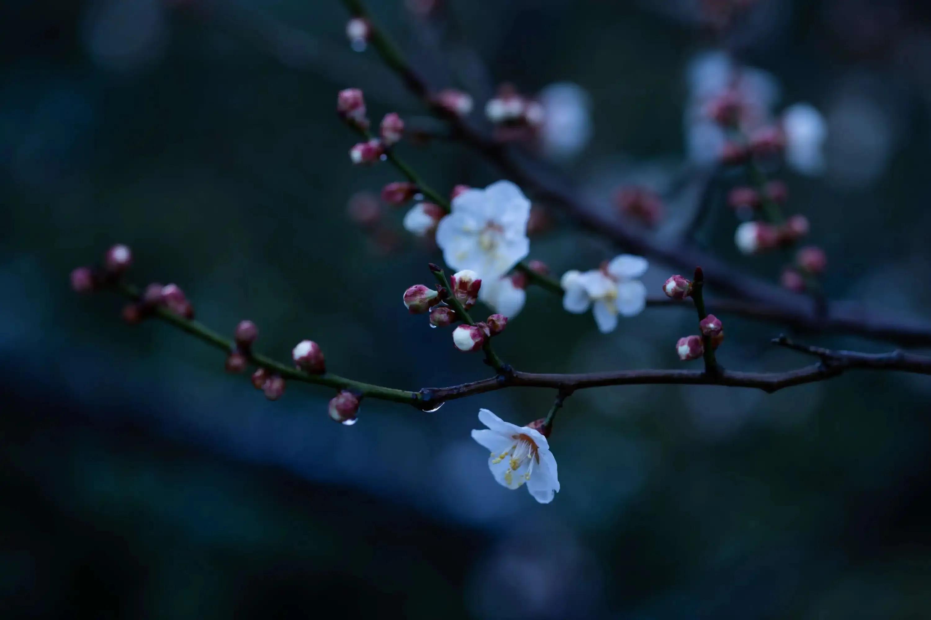 咏梅唯美古诗词大全（十三首冷门咏梅词）