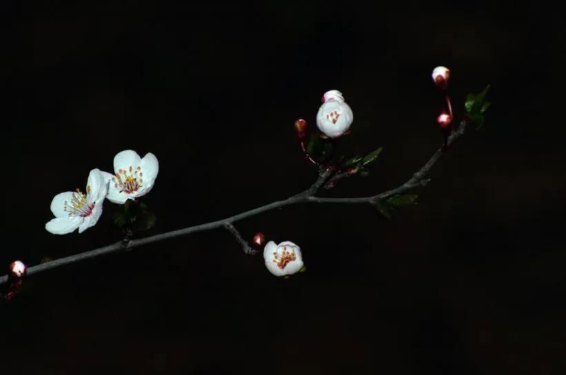 咏梅唯美古诗词大全（十三首冷门咏梅词）