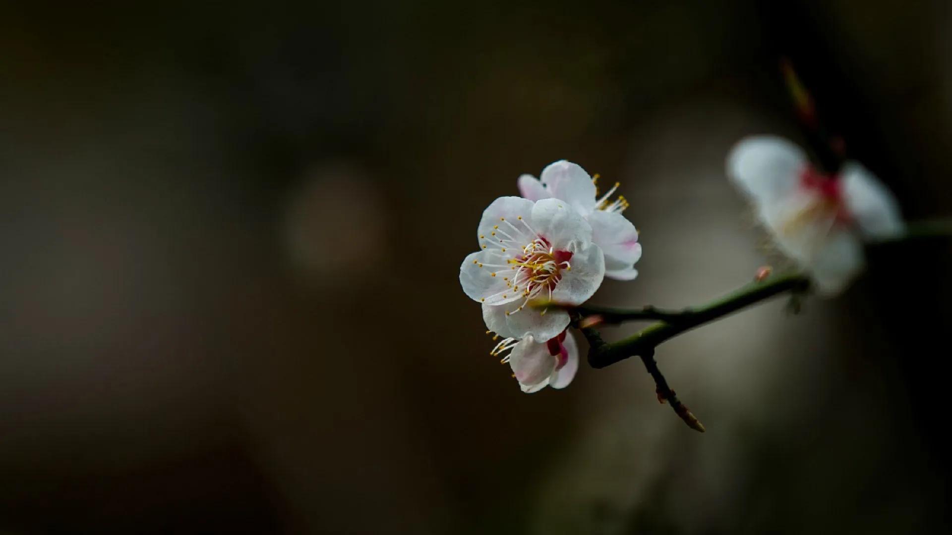 咏梅唯美古诗词大全（十三首冷门咏梅词）