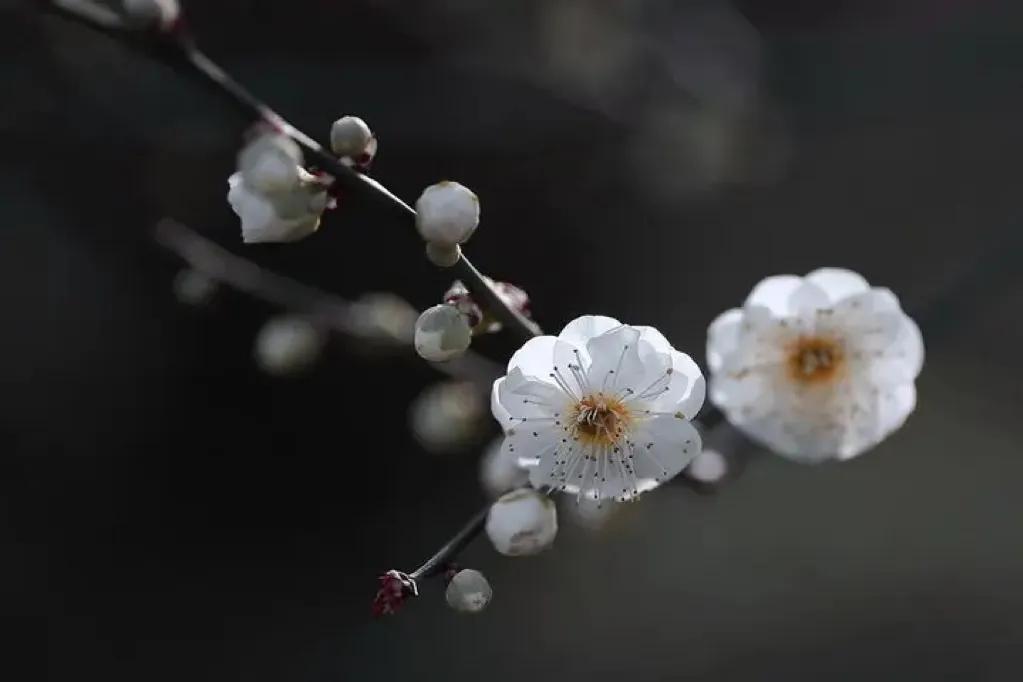 咏梅唯美古诗词大全（十三首冷门咏梅词）