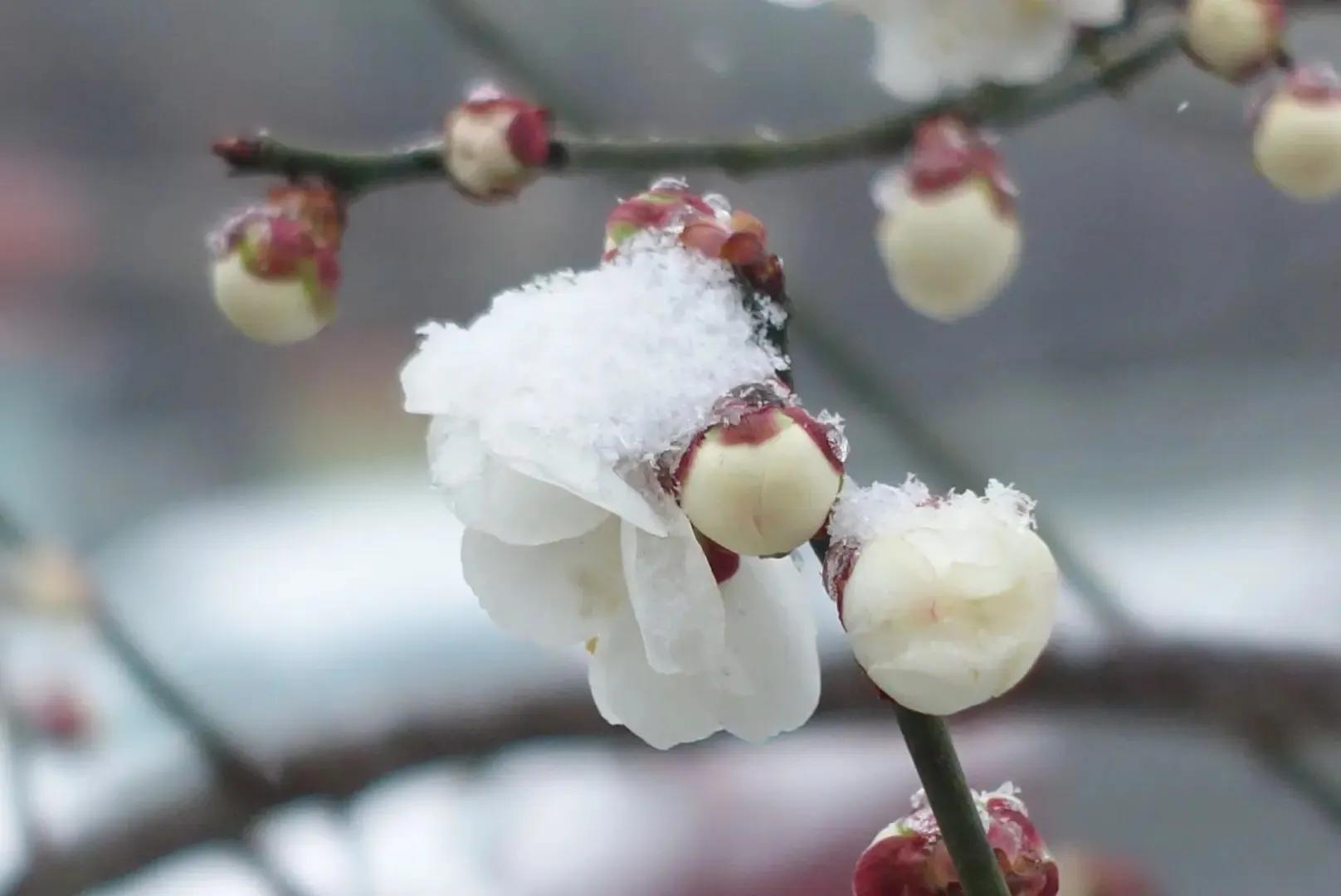 咏梅唯美古诗词大全（十三首冷门咏梅词）