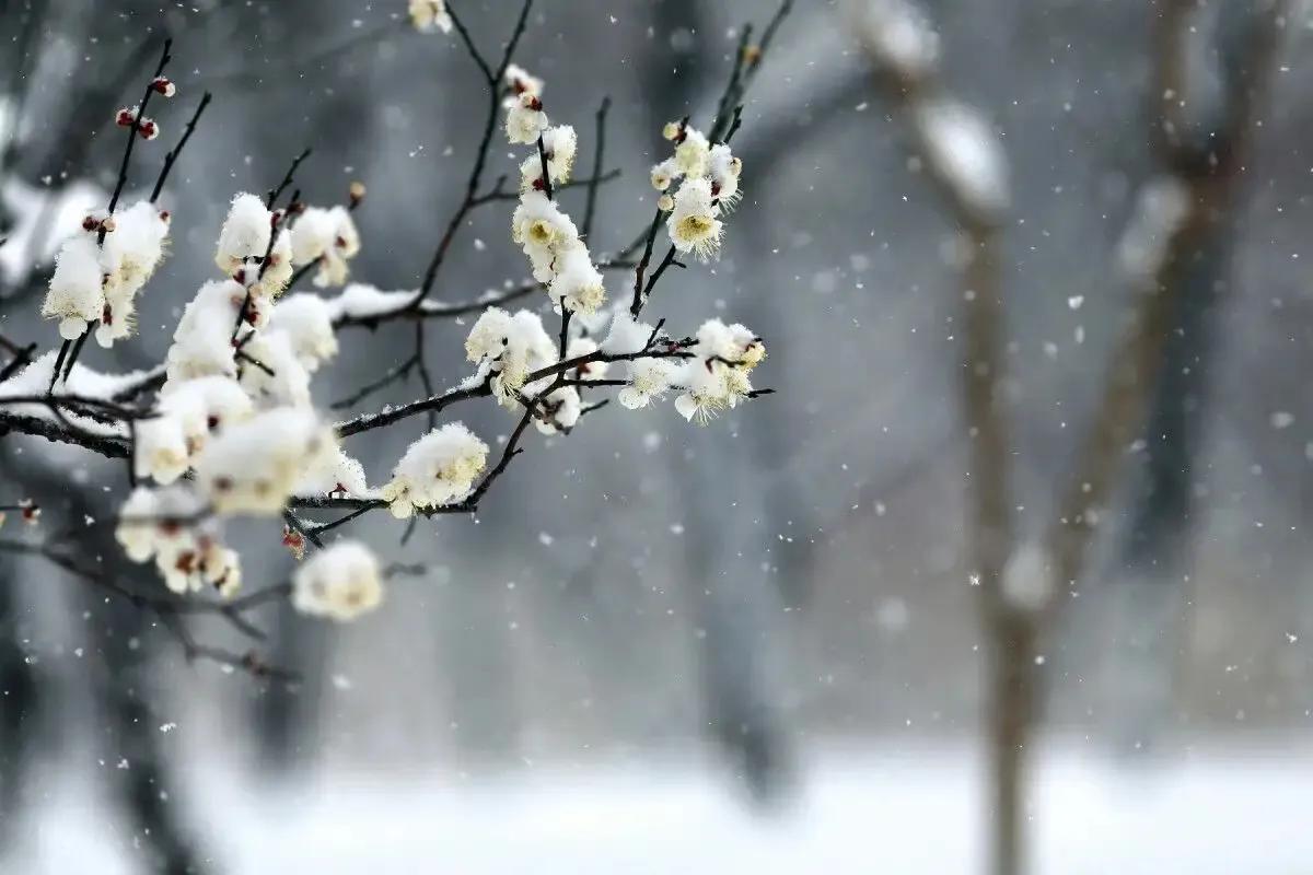 咏雪唯美古诗有哪些（咏雪古诗词六首）