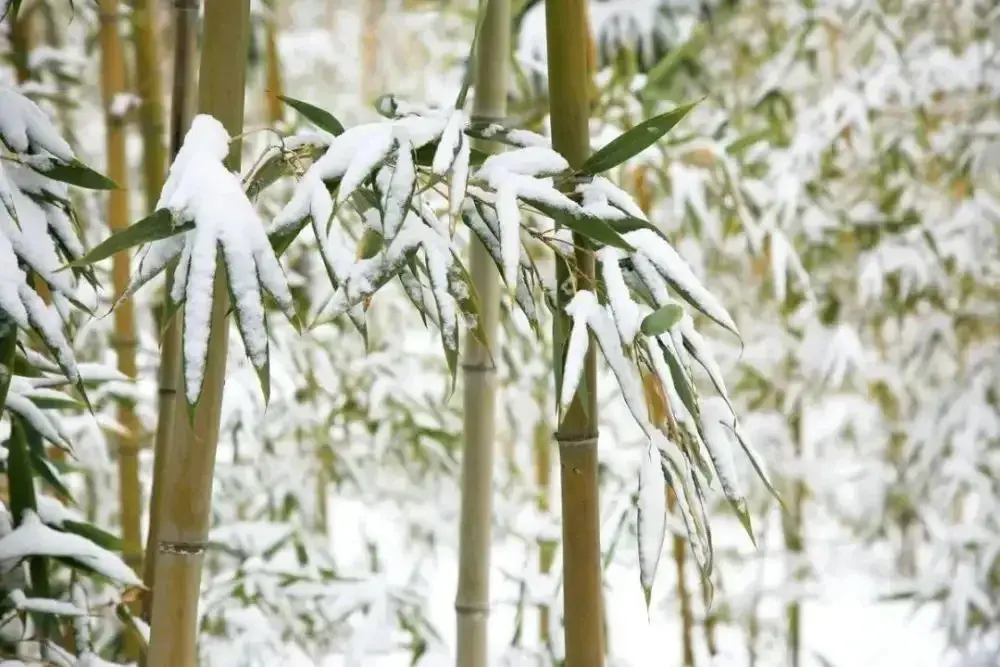 咏雪唯美古诗有哪些（咏雪古诗词六首）