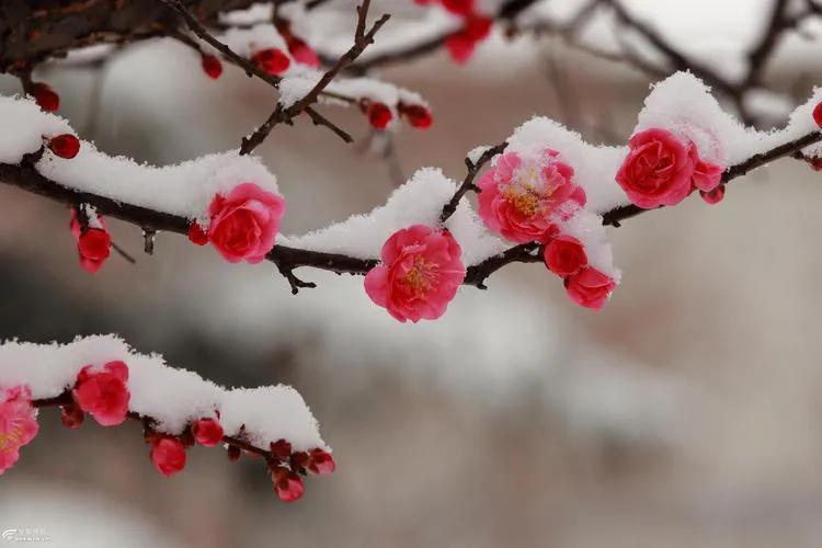 优美的下雪诗词二十首（应是天仙狂醉，乱把白云揉碎）