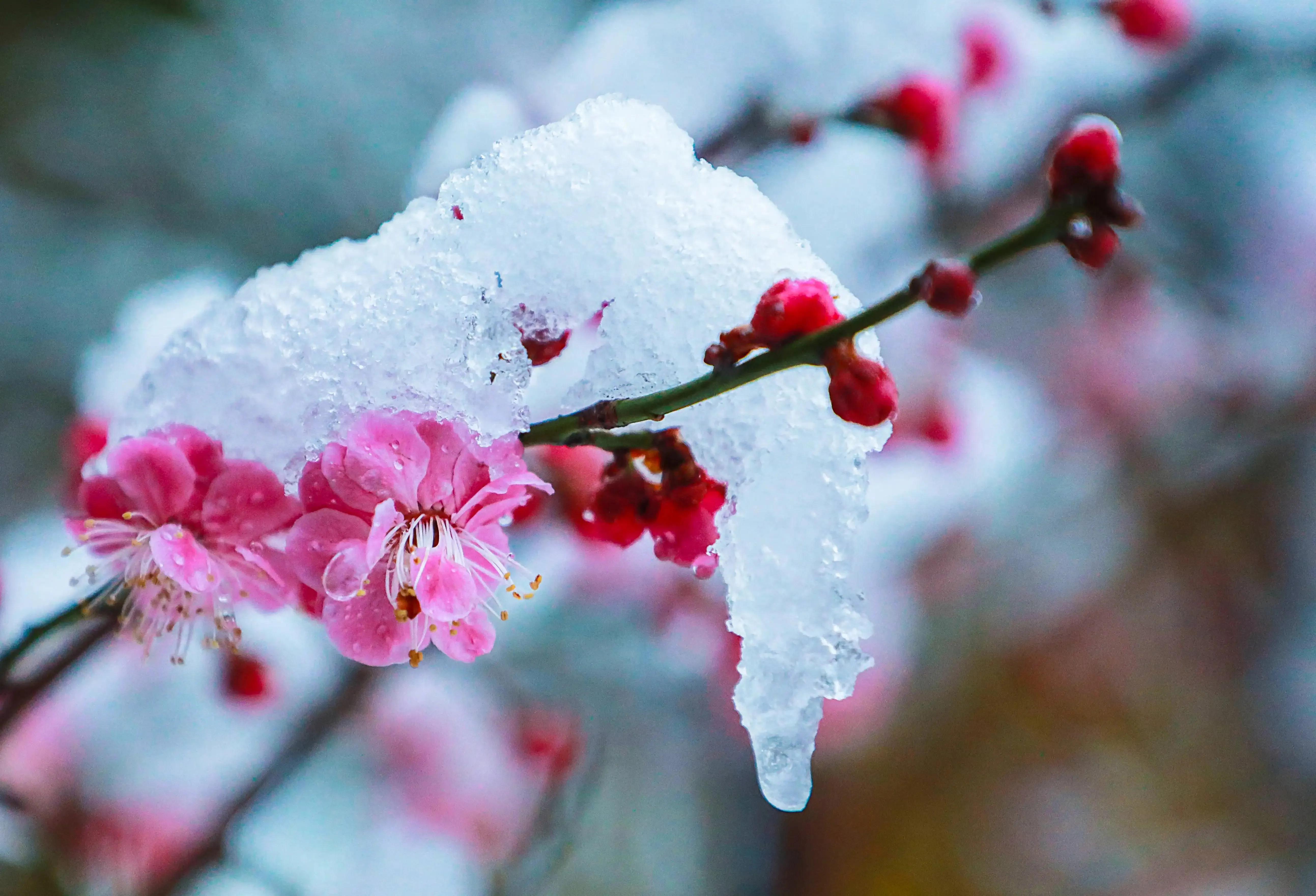 优美的下雪诗词二十首（应是天仙狂醉，乱把白云揉碎）