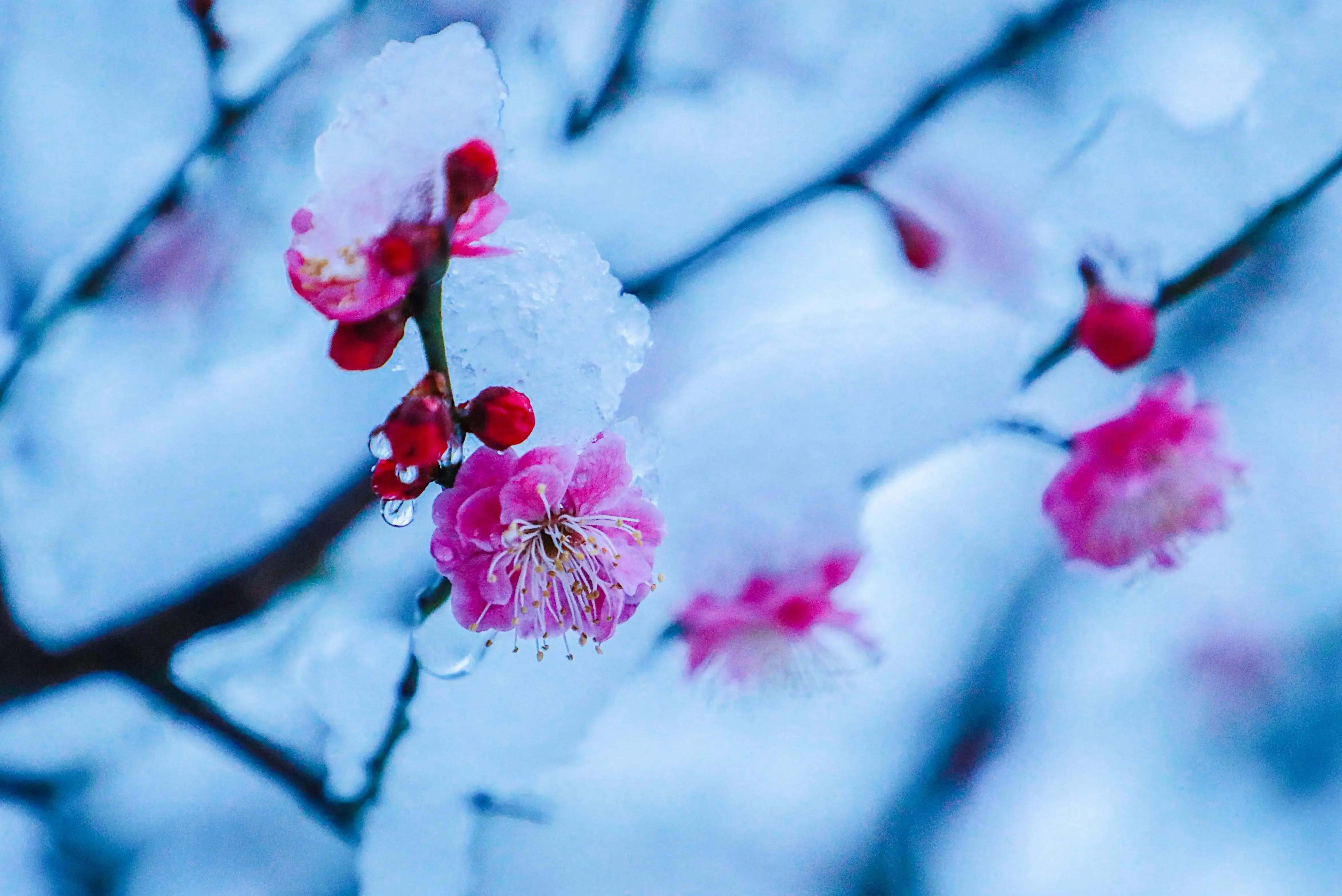 优美的下雪诗词二十首（应是天仙狂醉，乱把白云揉碎）