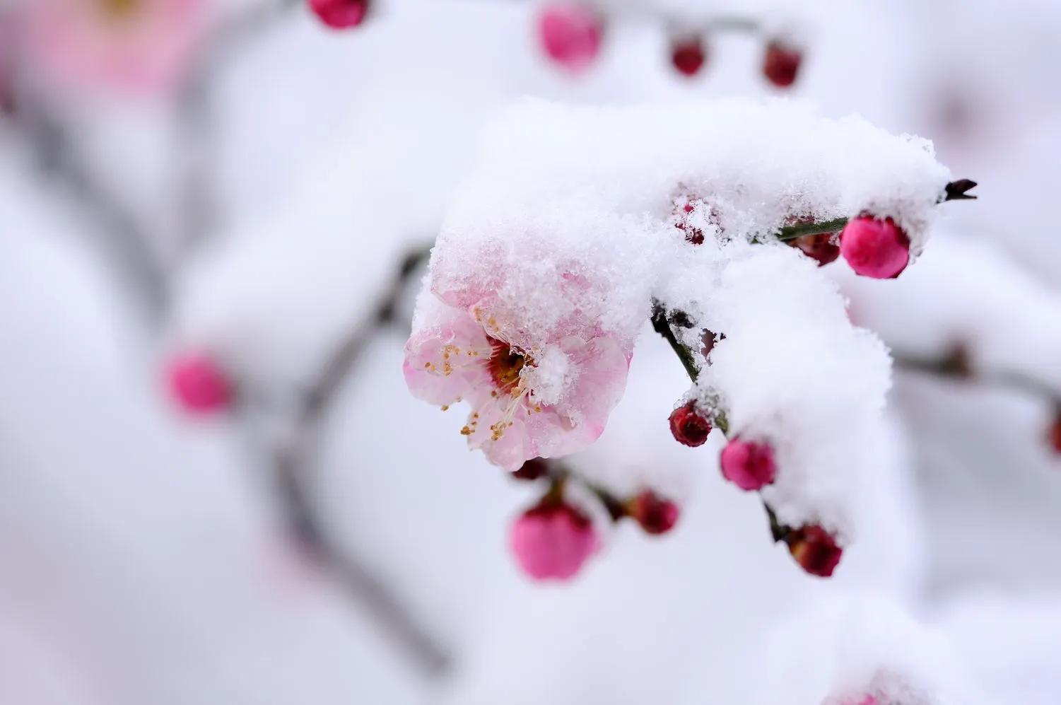 优美的下雪诗词二十首（应是天仙狂醉，乱把白云揉碎）