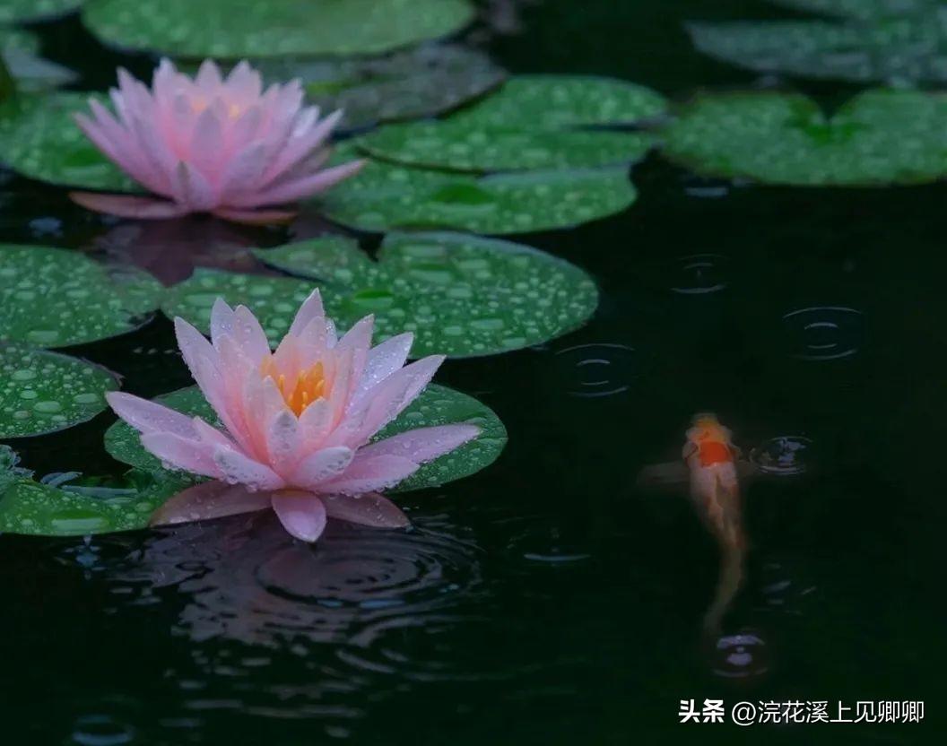 朝看花开满树红，暮看花落树还空（10首有禅意的古诗词）