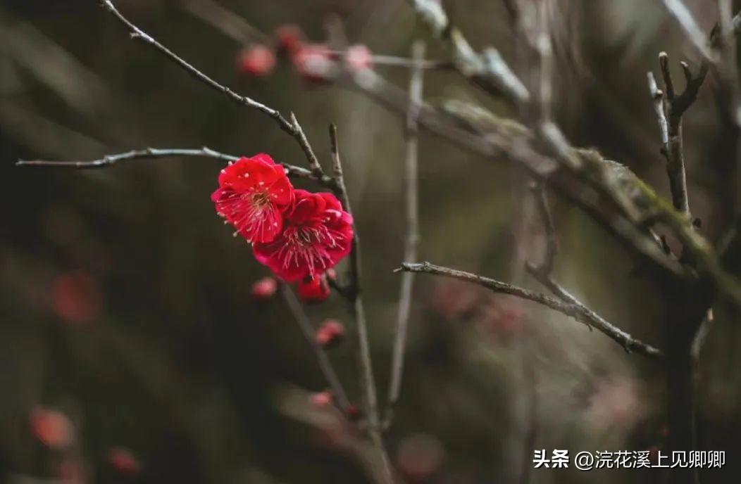 朝看花开满树红，暮看花落树还空（10首有禅意的古诗词）