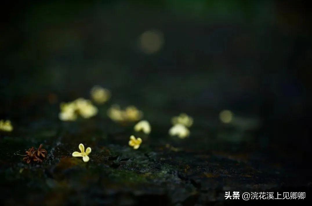 朝看花开满树红，暮看花落树还空（10首有禅意的古诗词）