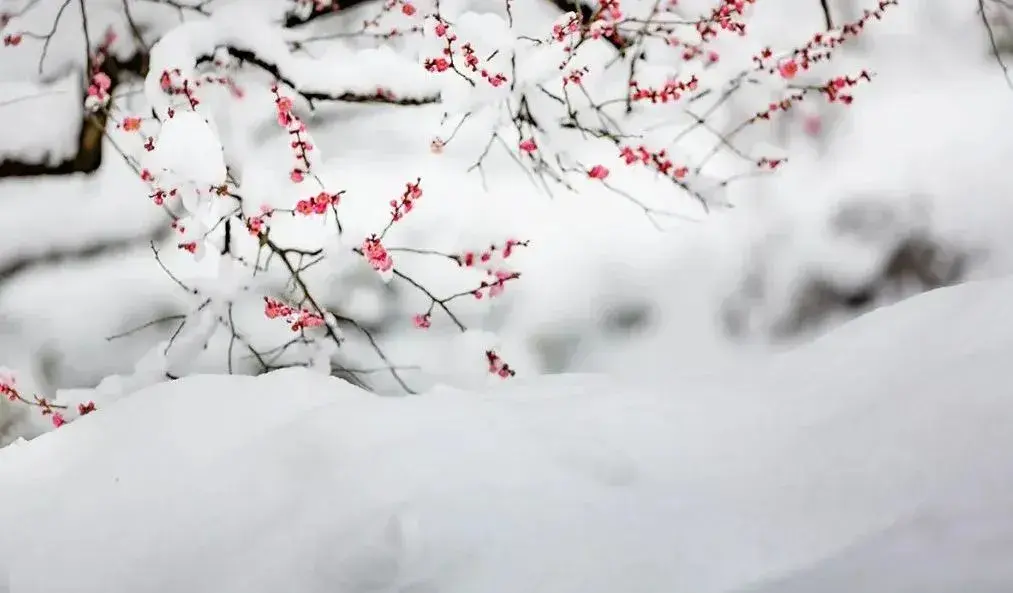 飞雪如花落，岁岁又年年（小雪十首经典诗词）