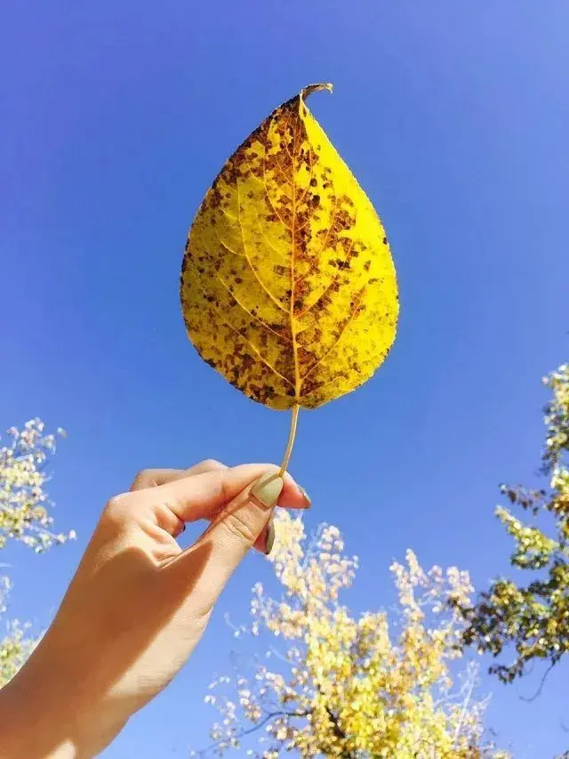 岁月深情经典诗词（心若年轻，岁月不老）