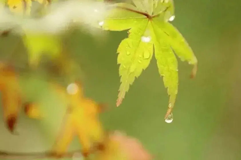 清秋有梦，雨落成诗（10首优美秋雨诗词）