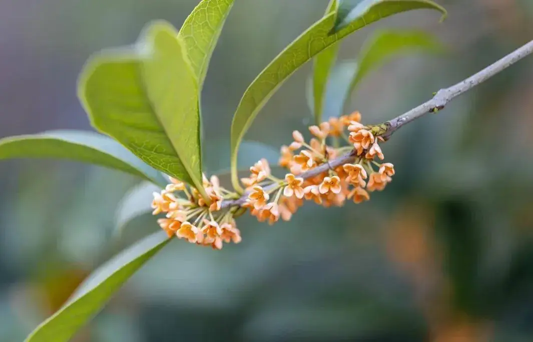 空山寻桂树，折香思故人（五首桂花唯美诗词）