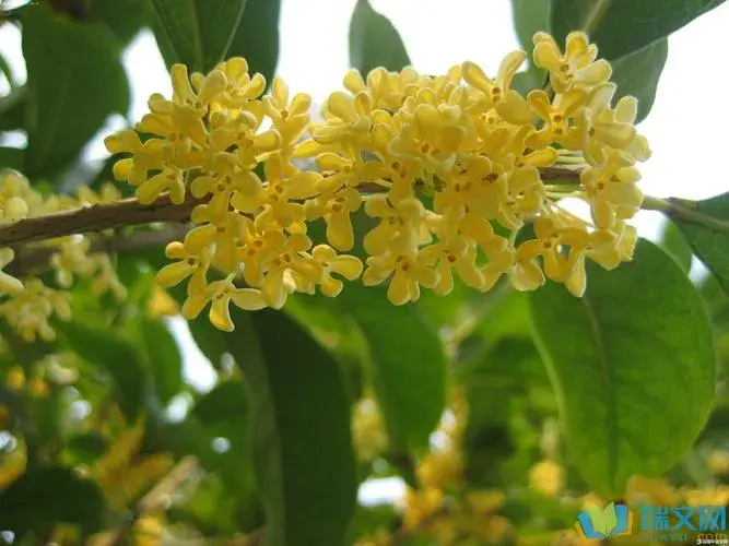 空山寻桂树，折香思故人（五首桂花唯美诗词）