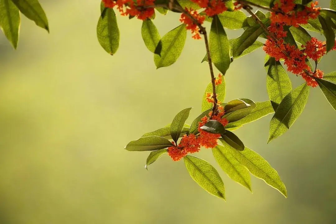 空山寻桂树，折香思故人（五首桂花唯美诗词）