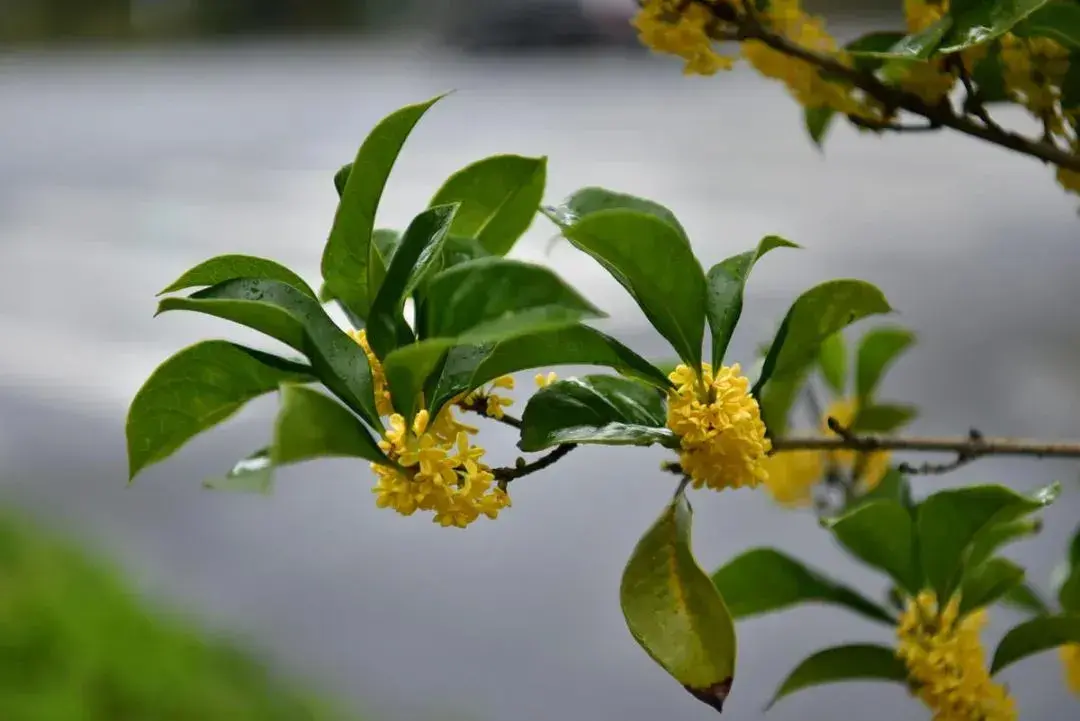 空山寻桂树，折香思故人（五首桂花唯美诗词）