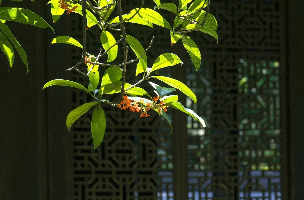 空山寻桂树，折香思故人（五首桂花唯美诗词）