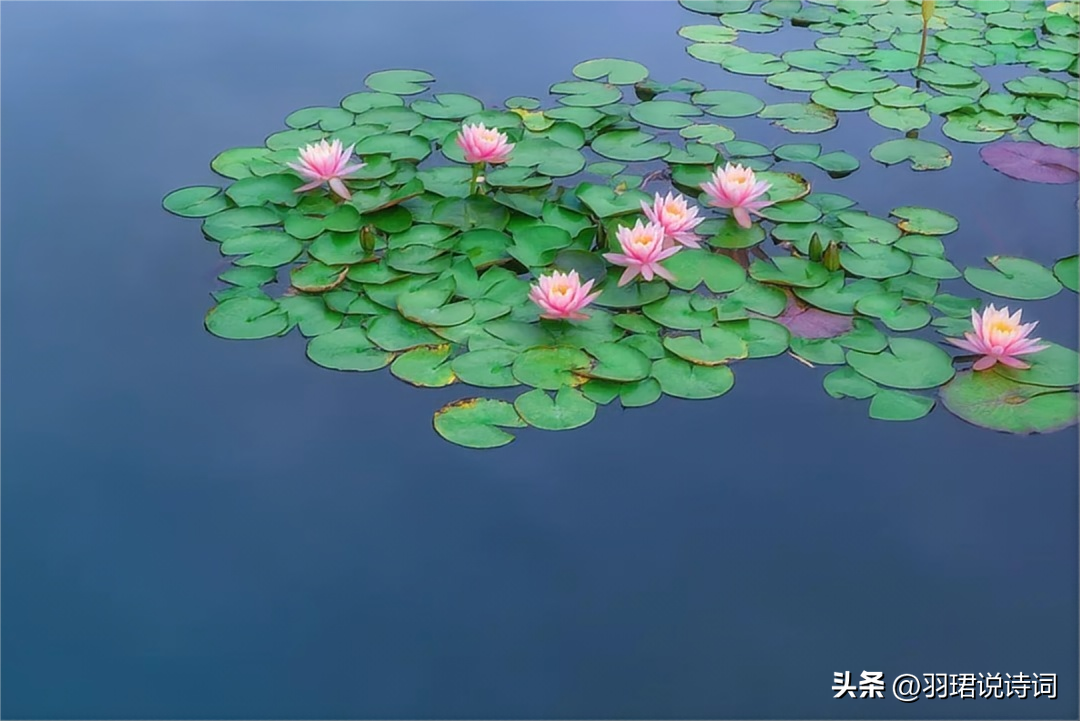  荷风送香气，竹露滴清响（10首治愈荷花诗词）