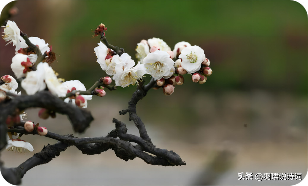  疏影横斜水清浅，暗香浮动月黄昏（10首唯美梅花诗词）