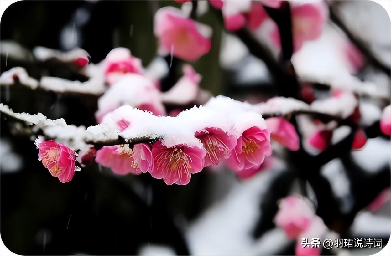  疏影横斜水清浅，暗香浮动月黄昏（10首唯美梅花诗词）