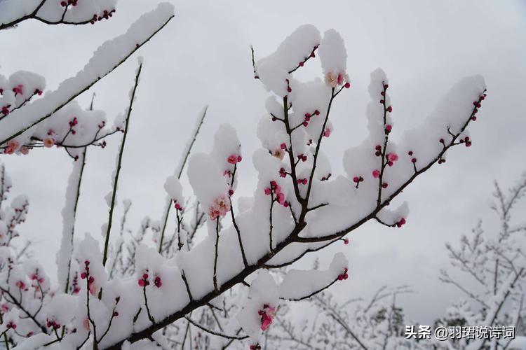  桂子月中落，天香云外飘（120句唯美的鲜花诗词）