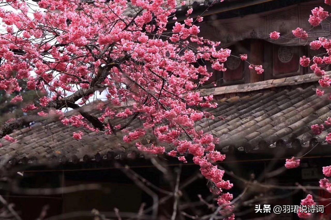  桂子月中落，天香云外飘（120句唯美的鲜花诗词）