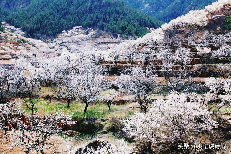  桂子月中落，天香云外飘（120句唯美的鲜花诗词）