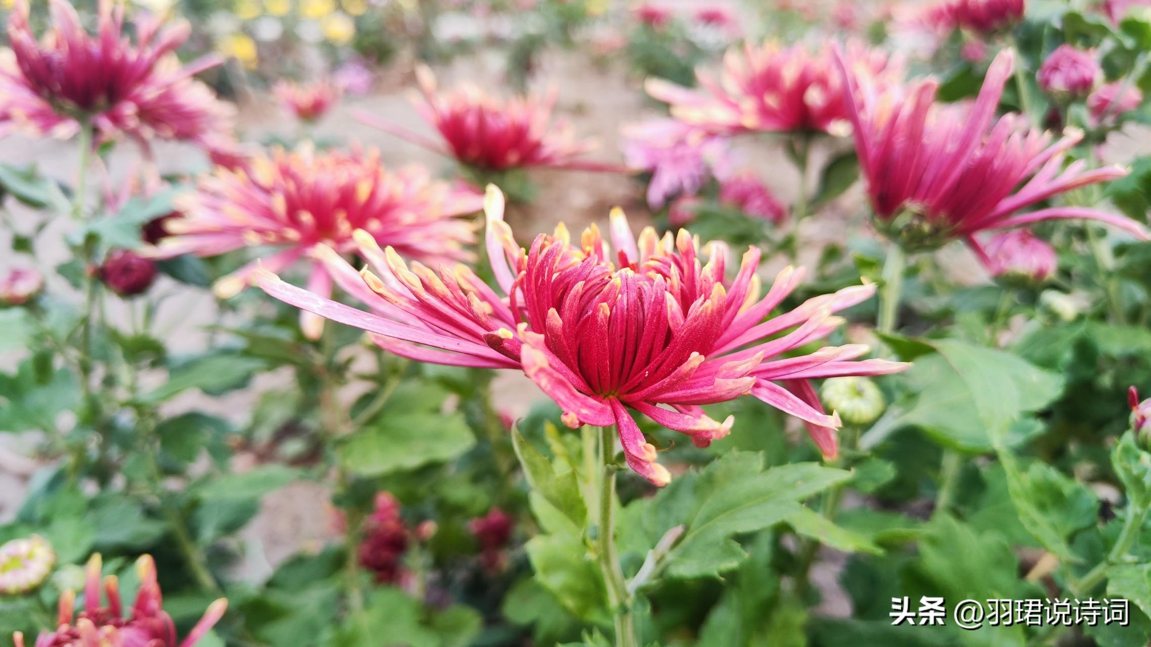 赞菊花经典诗词赏析（15首经典唯美菊花诗词）