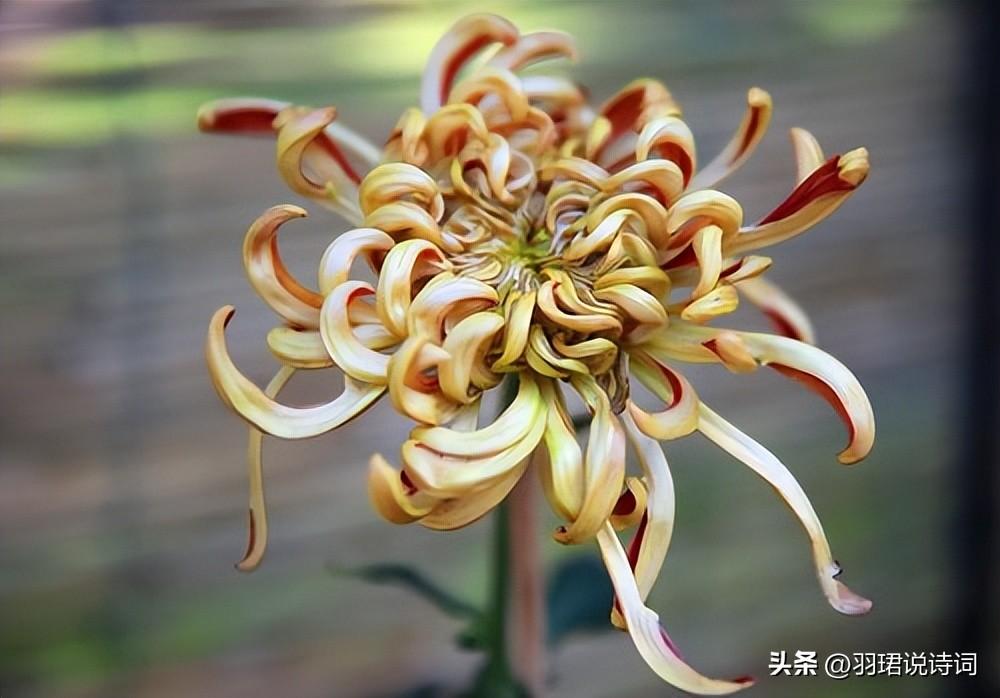 赞菊花经典诗词赏析（15首经典唯美菊花诗词）