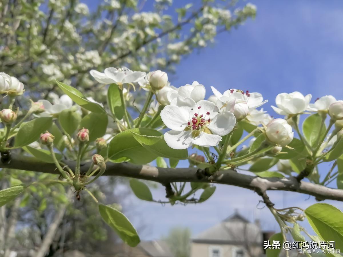  落红不是无情物，化作春泥更护花（130句咏花经典古诗词）