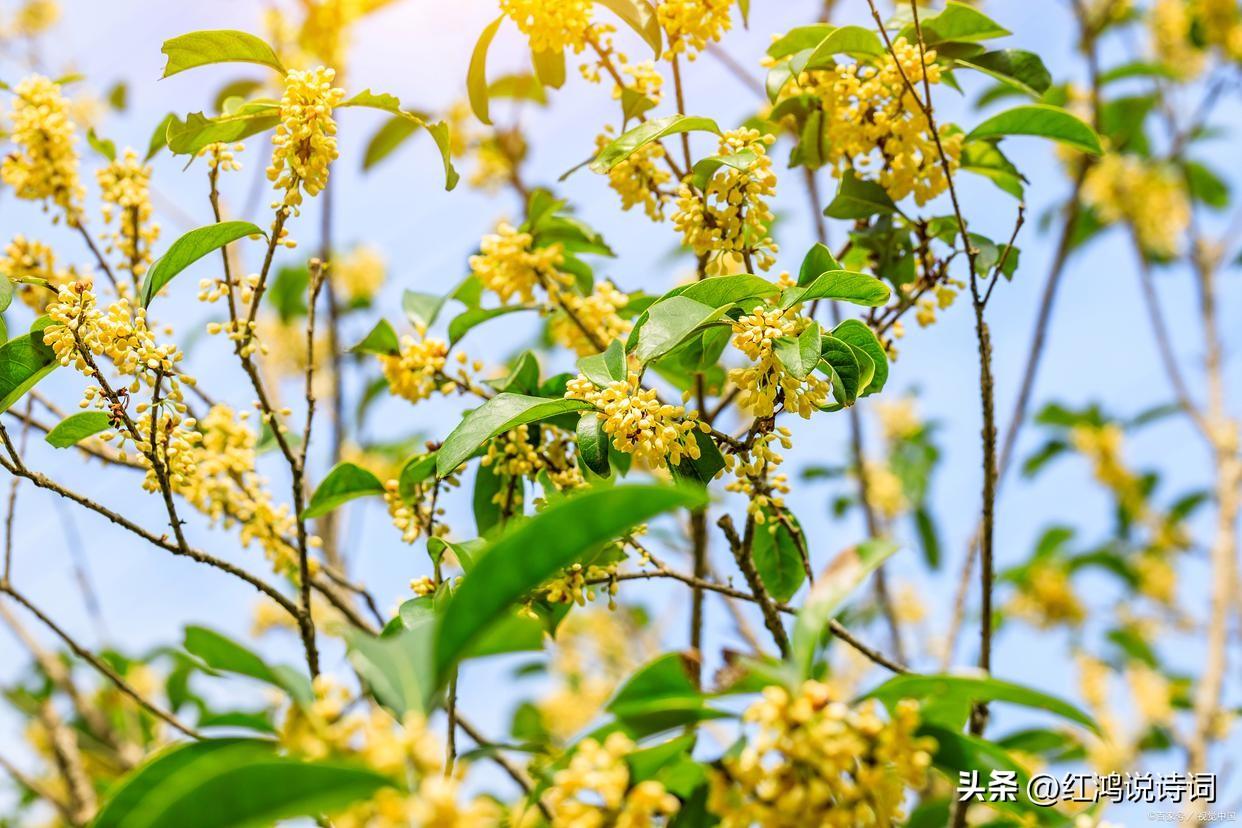  落红不是无情物，化作春泥更护花（130句咏花经典古诗词）