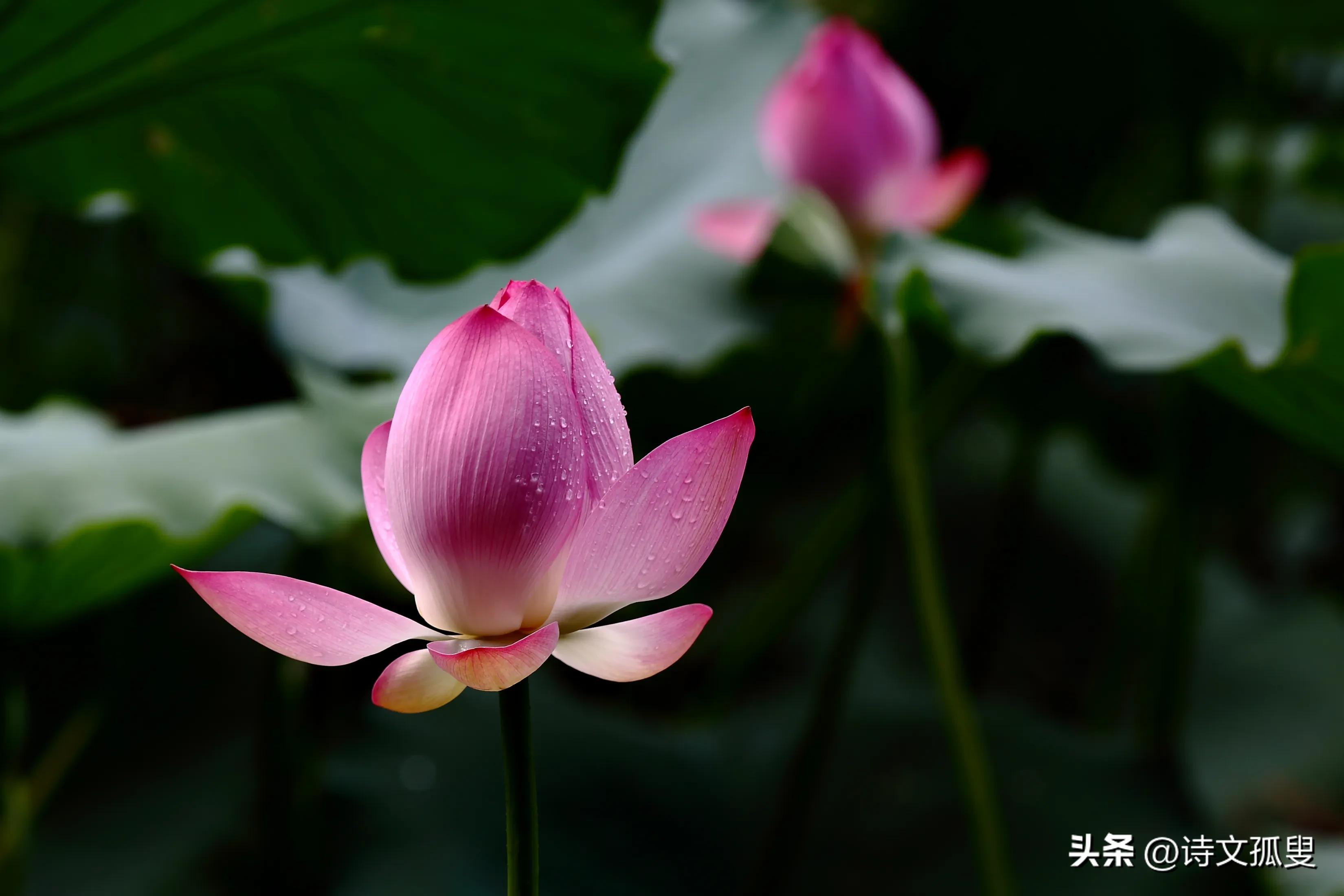 荷花烟雨经典诗词（经典的十首荷花古诗词）