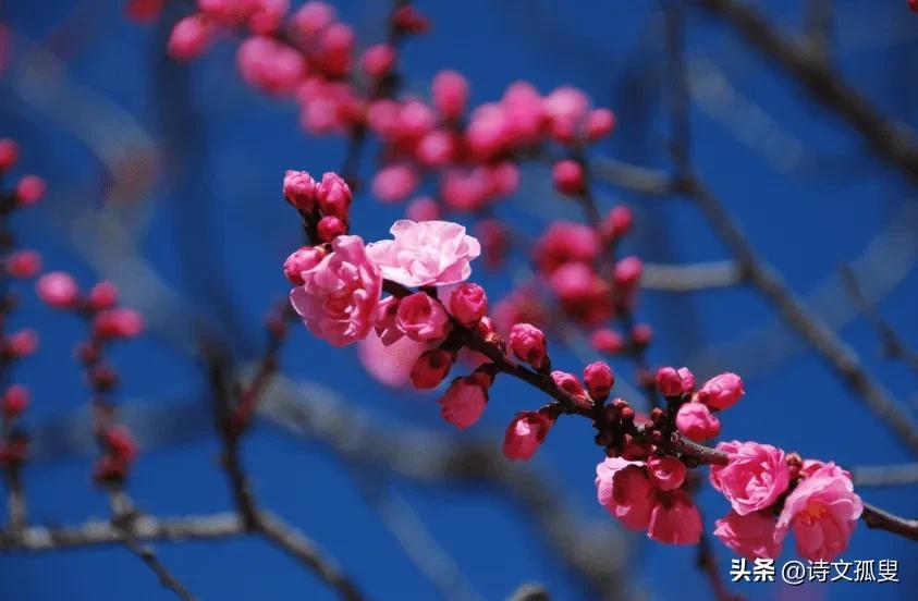 梅花诗词古句精选（十首梅花诗词）