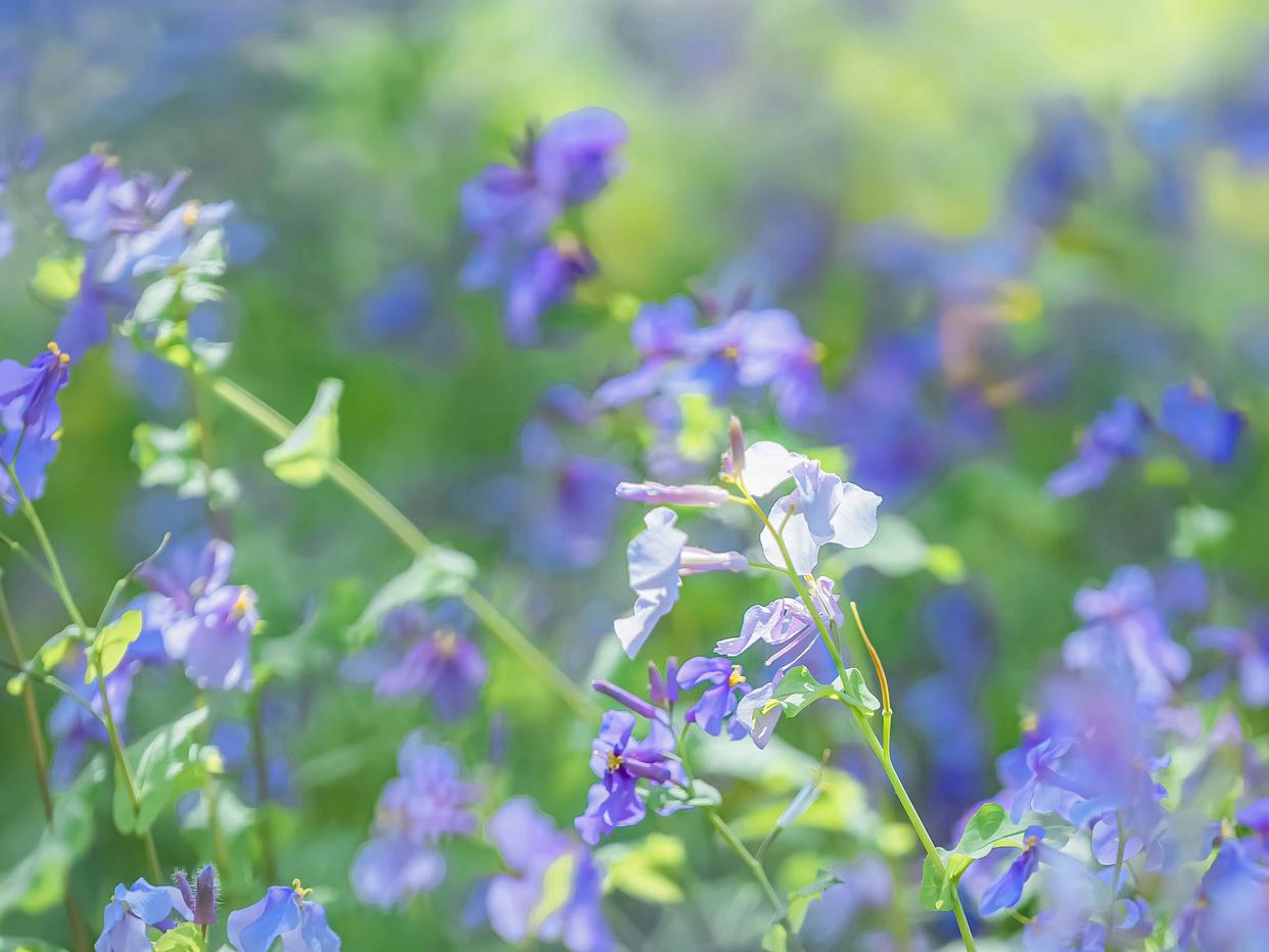 时光染寒，墨花月色（立冬九首经典古诗）