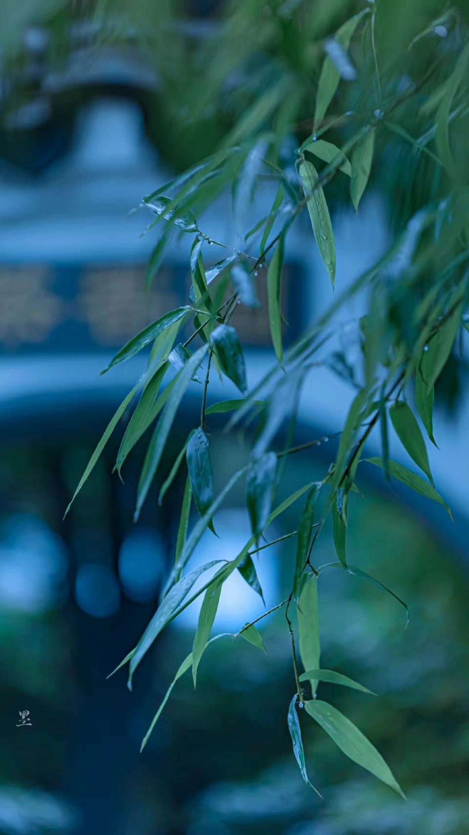 咏竹诗词古句大全（雨洗娟娟净，风吹细细香）