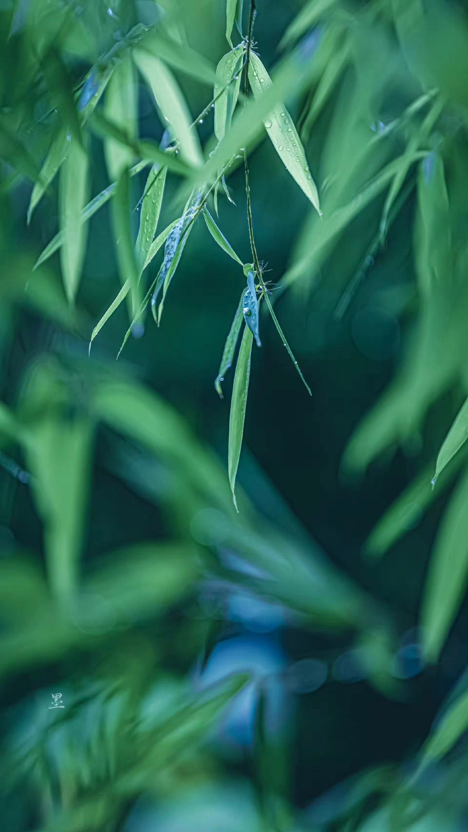 咏竹诗词古句大全（雨洗娟娟净，风吹细细香）