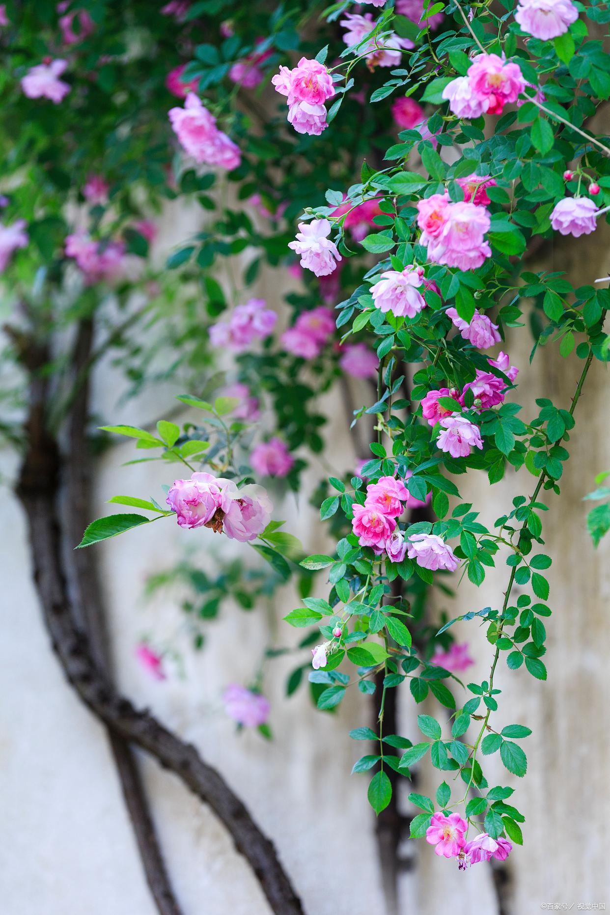 蔷薇花满架，不语也倾城（十首优美蔷薇古诗）