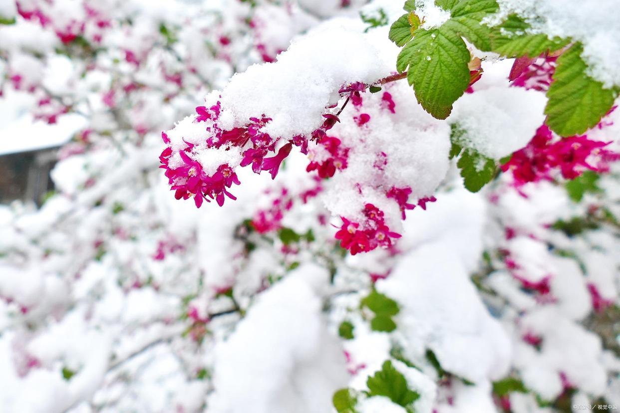 夜深知雪重，雪落又成诗（四首唯美冬雪诗词）