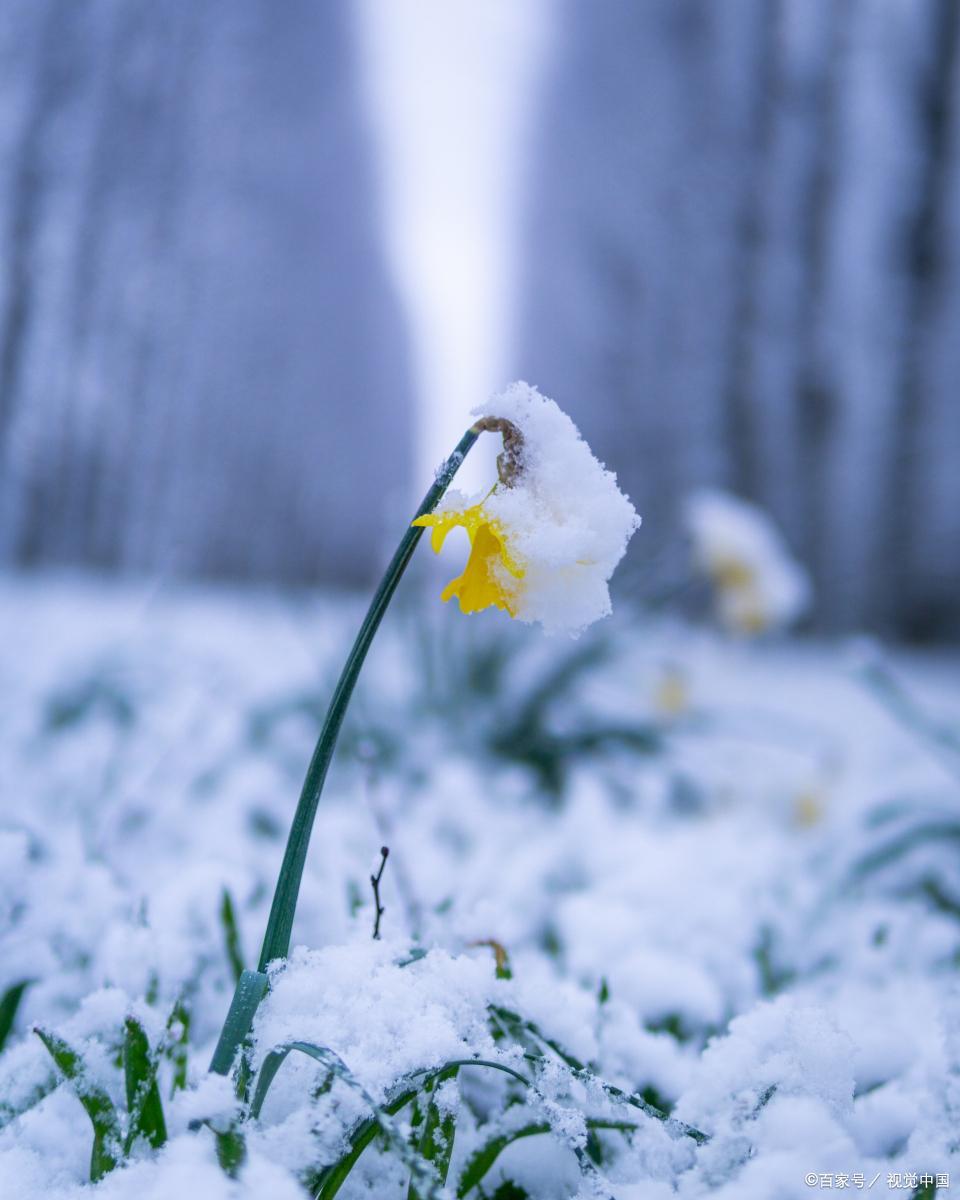 夜深知雪重，雪落又成诗（四首唯美冬雪诗词）