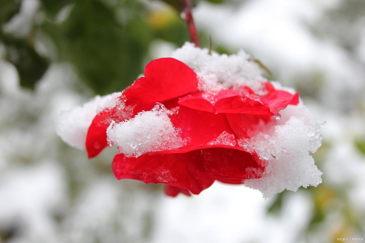 夜深知雪重，雪落又成诗（四首唯美冬雪诗词）