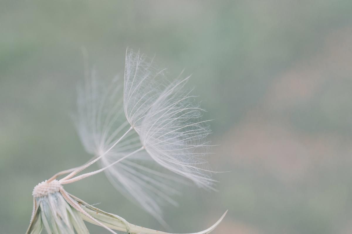 寂寞荷花经典诗词（9首关于寂寞的经典诗词）