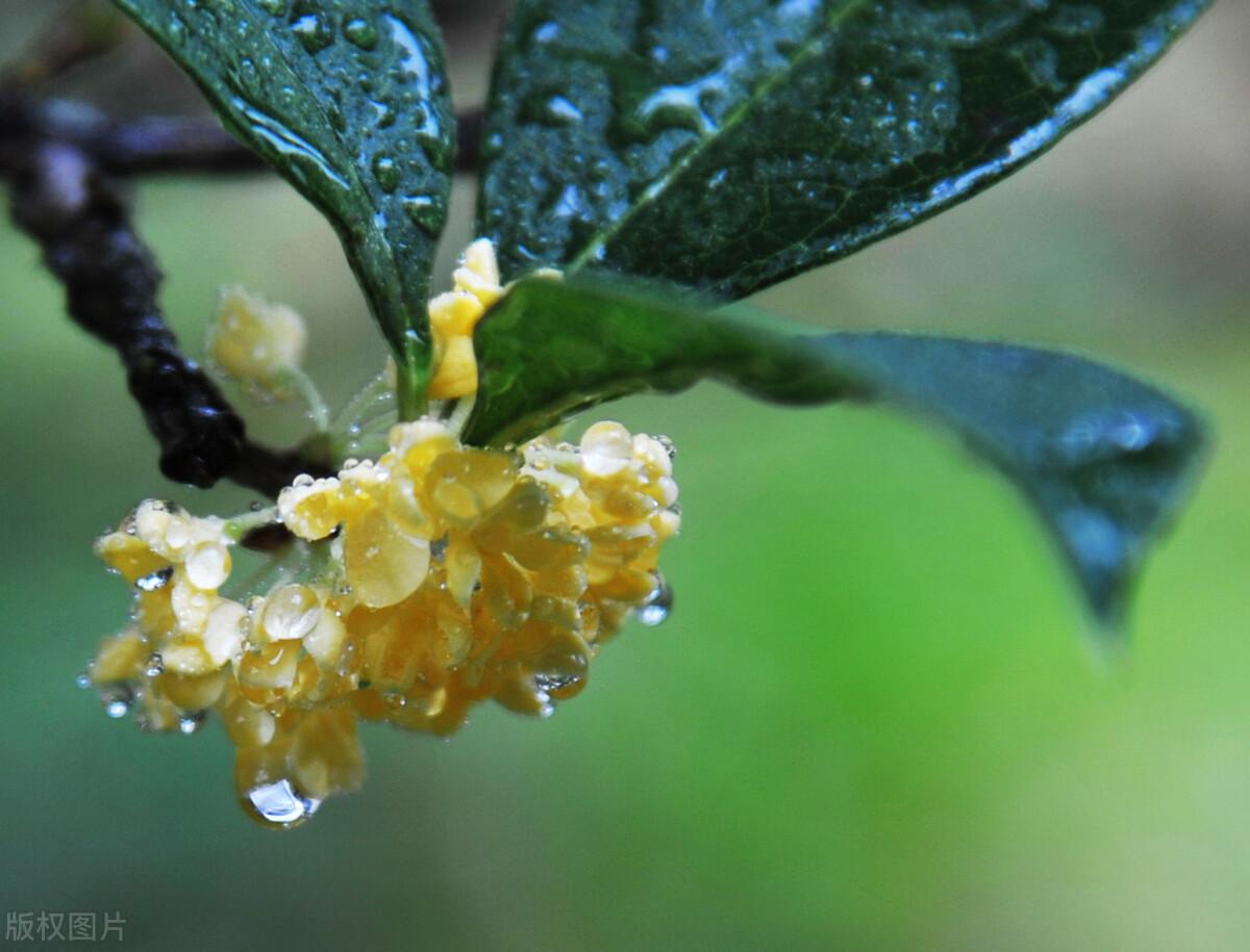 秋雨静心经典诗词（一点寒意，漫上心头）