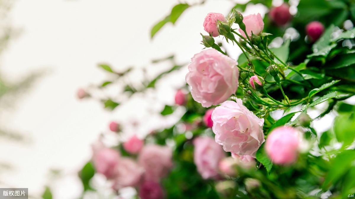 形容初夏的优美诗句（夏风微熏，花果初成）