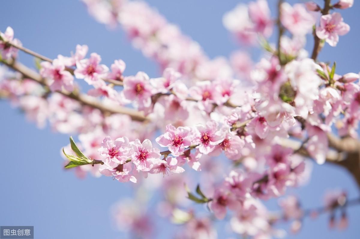 桃花经典诗词大全（春意正浓，花开正盛）