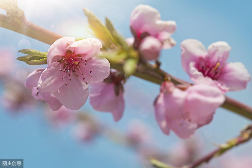 桃花经典诗词大全（春意正浓，花开正盛）